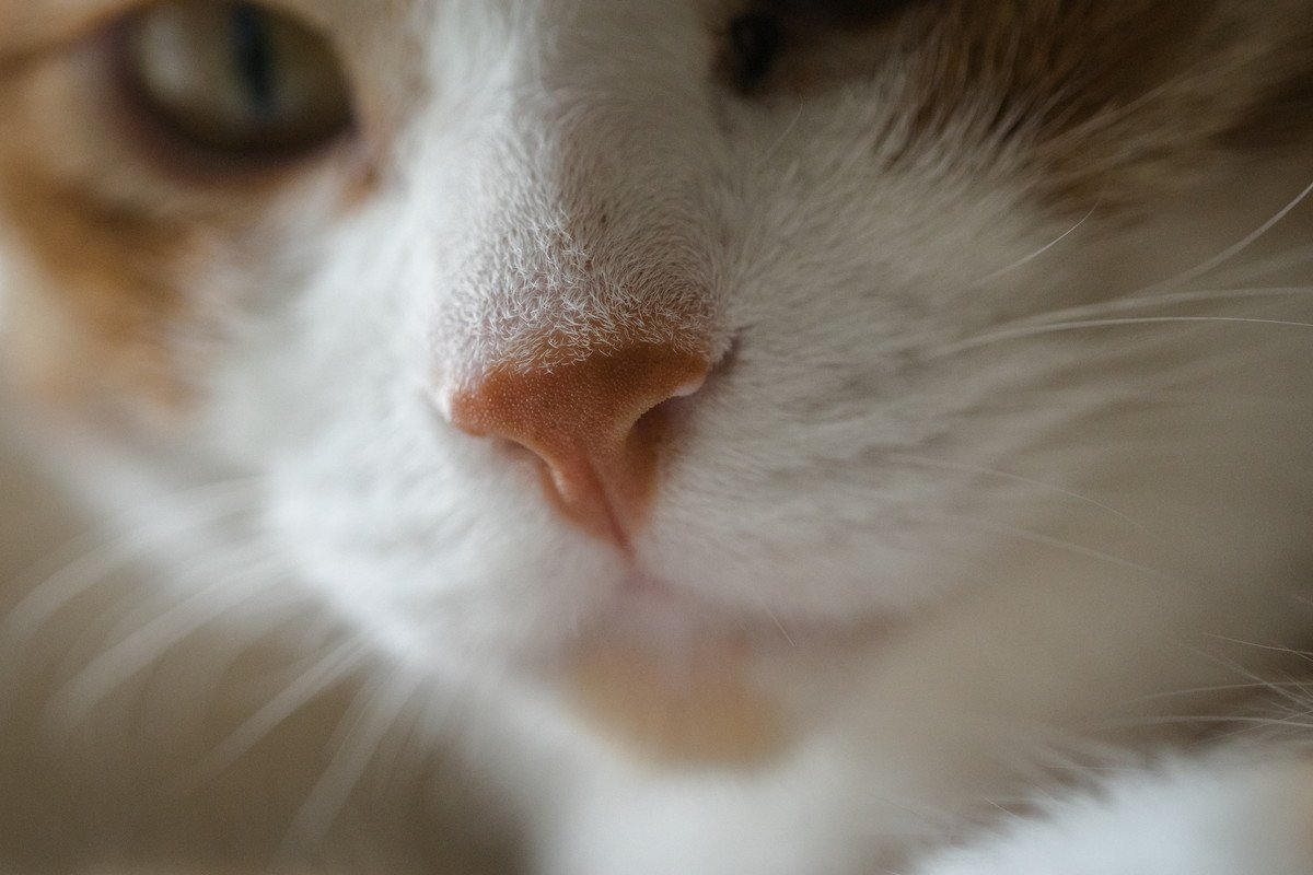 猫の『鼻は湿っているほうが良い』理由3選！乾燥しているときはどうしたらいいの？