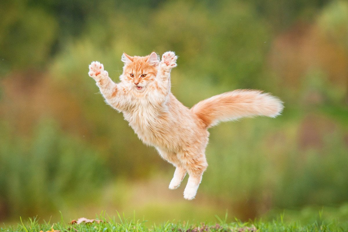 猫が『飛び跳ねる』のはどんなとき？4つのシーンとそのワケとは
