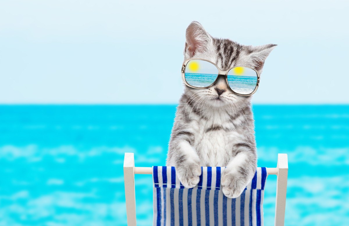 猫も日焼けに注意！絶対すべき『紫外線対策』3選