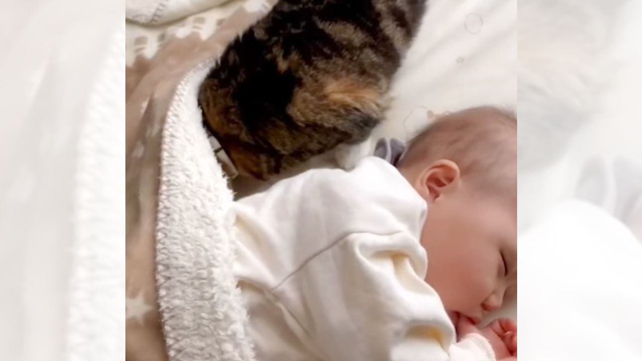 猫が布団で寝てる赤ちゃんを見たら…『そぉーと』布団に潜り込む姿が可愛すぎると177万再生「優しいお兄ちゃん」「癒やされた」