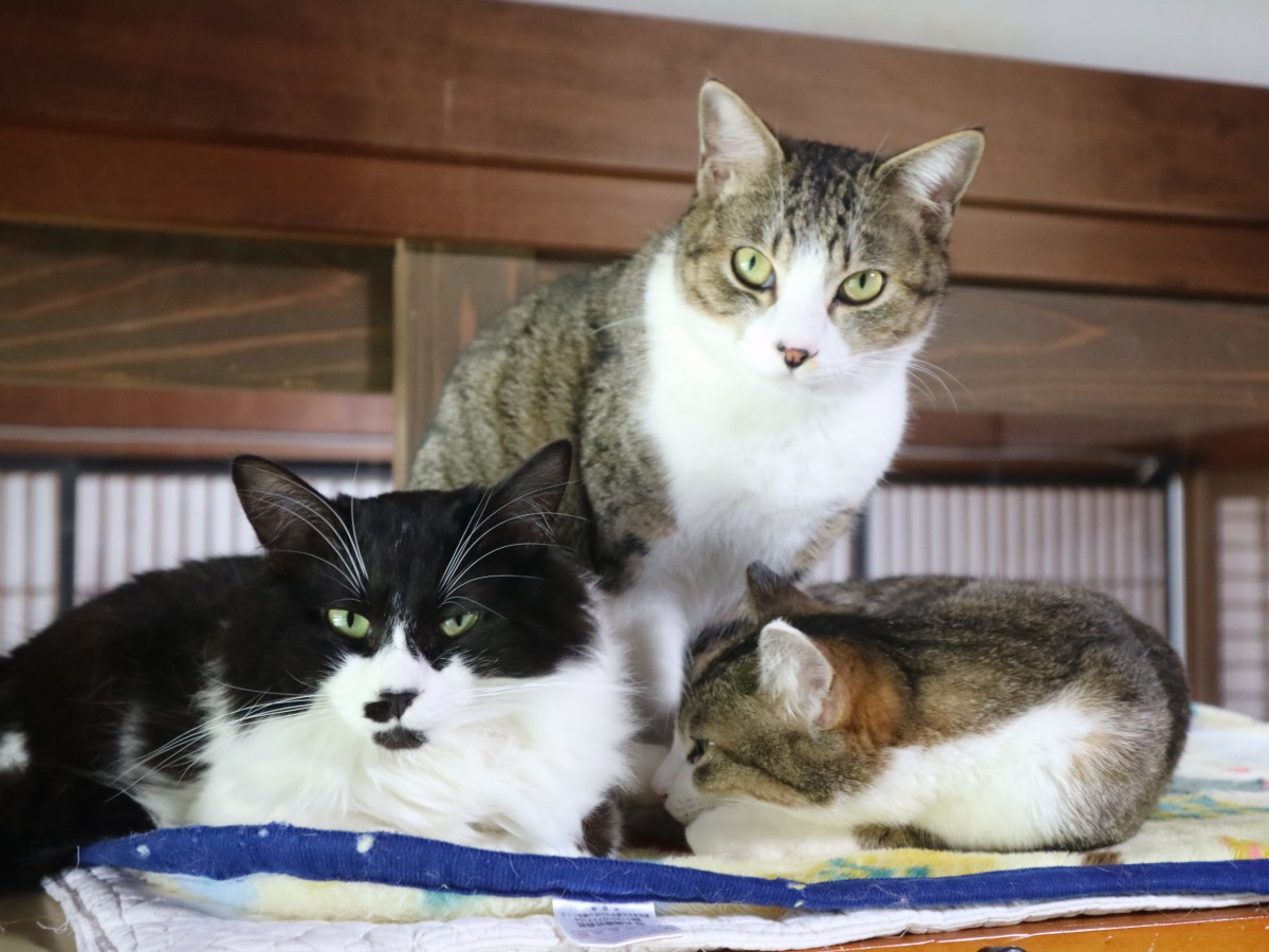 【福岡県　古河市】古民家でのんびり猫と触れ合える「古民家Cafe Gatto」