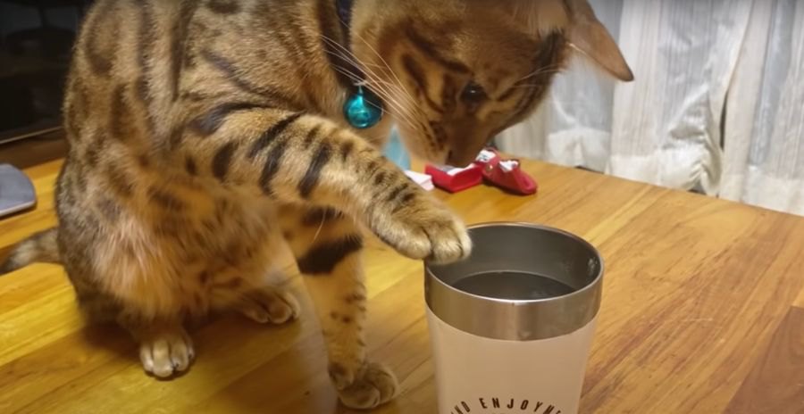 飼い主さんのコップの水を飲んじゃう猫さん！