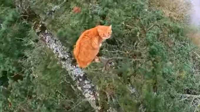強者現る！木の上で逃げる、唸る…網と格闘する猫をレスキュー！