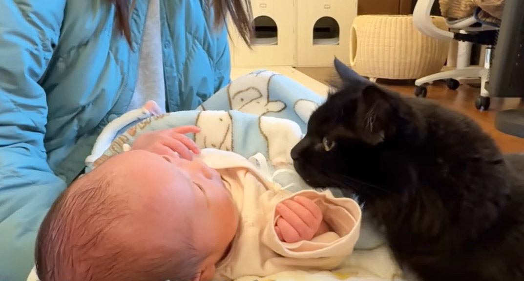 猫が『赤ちゃんを初めて見たとき』の反応…初対面の様子がやさしさで溢れていると30万8000再生「可愛すぎる」「幸せだね」と反響