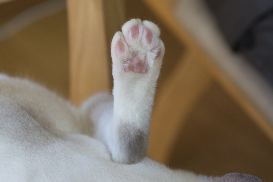 猫の後ろ足の爪は切る必要なし！その理由と注意点