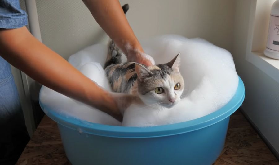 あわあわもこもこ♪猫ちゃんの優雅な入浴タイム♡