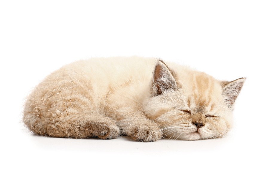 猫の注意すべき『眠り方』5選