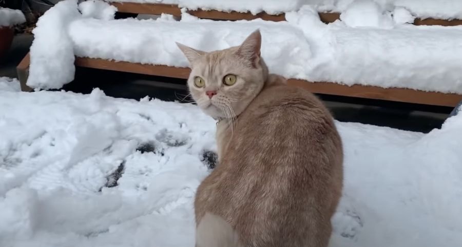猫ちゃんの執念？雪の中でも鳥探し♪