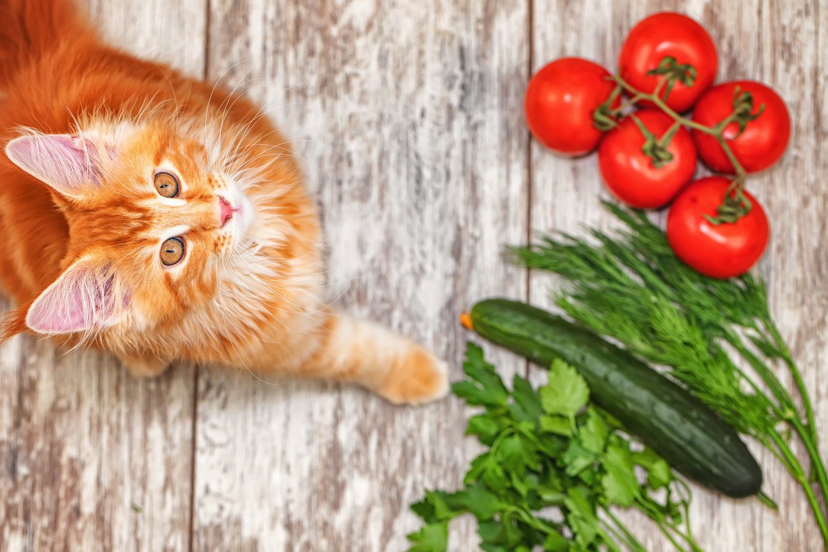 完全肉食の猫に『ヴィーガンフード』は大丈夫？愛猫の健康のために正しく知っておきたいこと