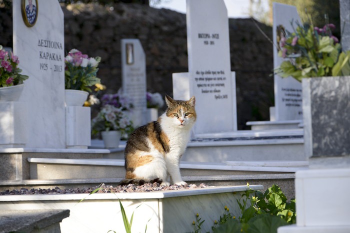 猫の葬儀をする時に知っておくべき事