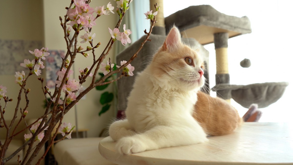 この組み合わせはズルい！『桜×猫』写真が美しすぎて話題♡