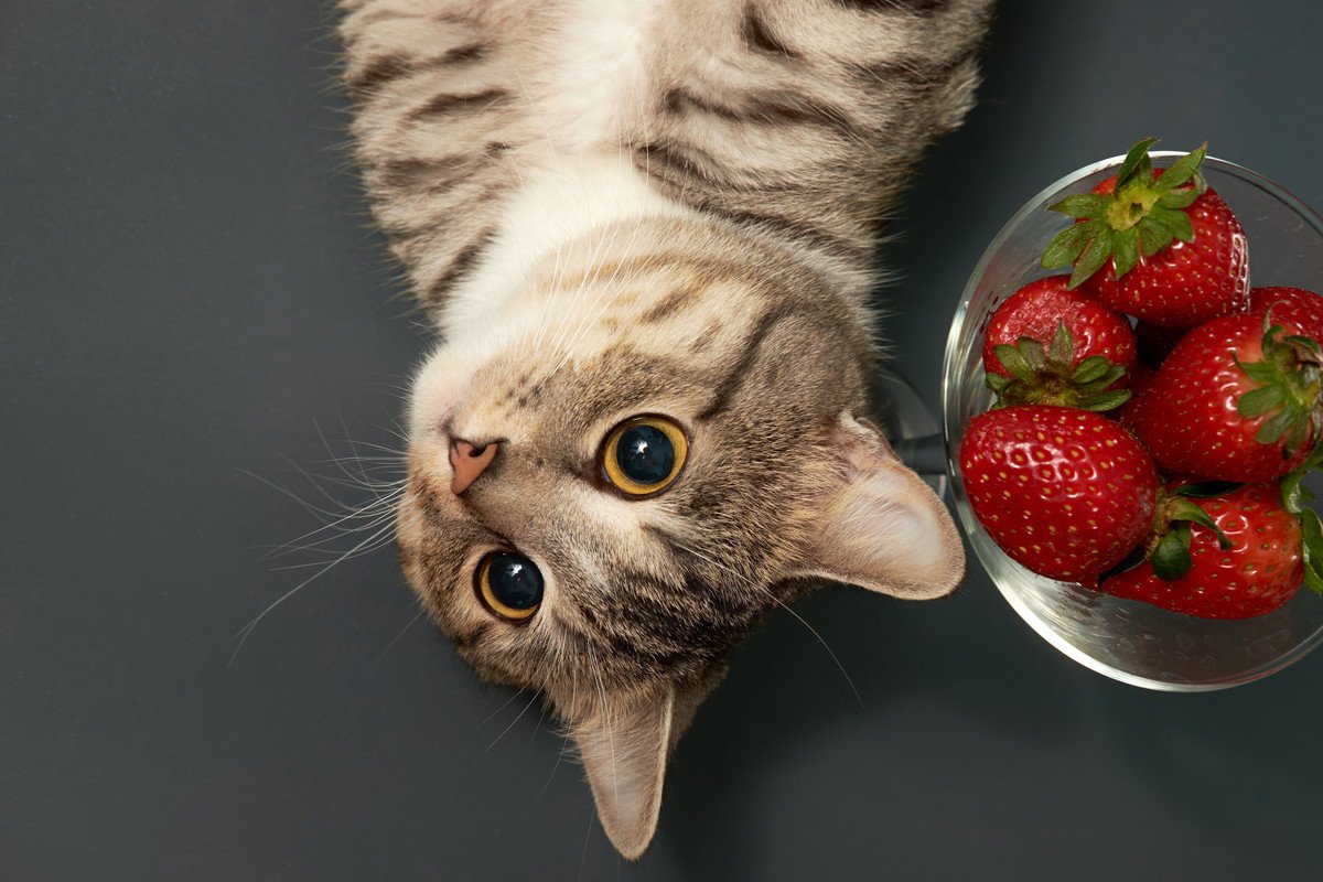 猫に『いちご』は与えてもいい？ビタミンCたっぷりな春の味覚、猫にもメリットはある？