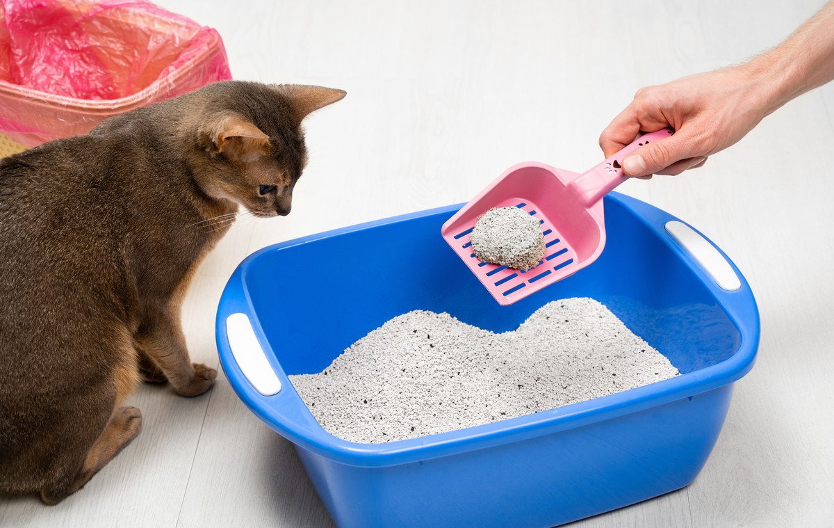 猫がトイレ掃除をじっと見るのはなぜ？性格によって違う3つの心理とは