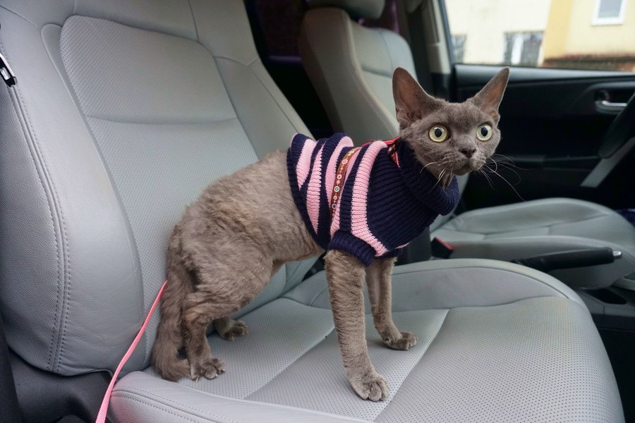 猫との『ドライブ』で起こりやすい不測の事態4つ！怪我や事故を防ぐために絶対すべき対策とは？