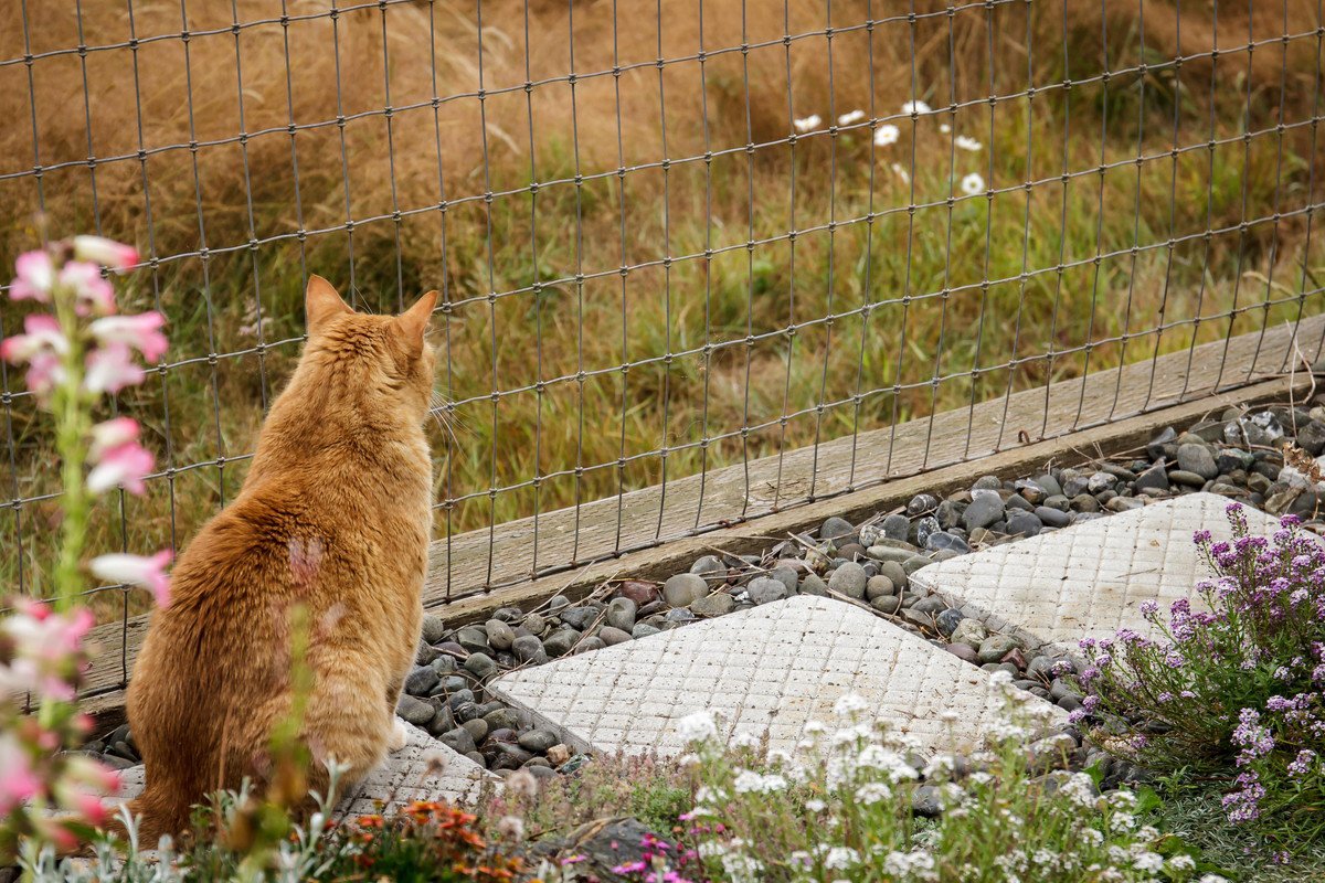 野生動物保護のため「猫よけフェンス」の設置を　オーストラリアの審議会が答申