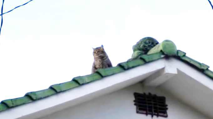 屋根に3日も取り残された猫…困難な救出に奇跡の展開！