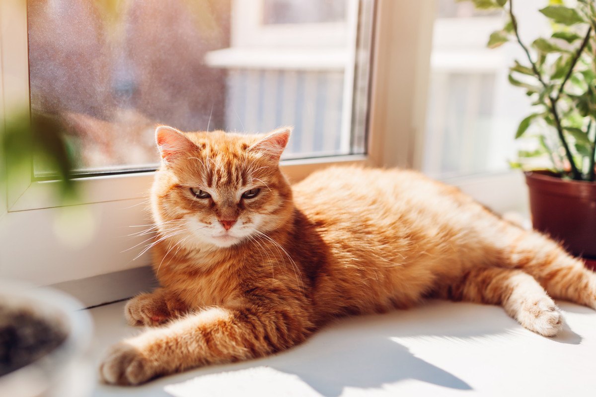 『熱中症にかかりやすい猫』の共通点5つと対策