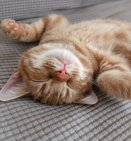 猫の見る夢は『昼間のできごと』が関係してる？