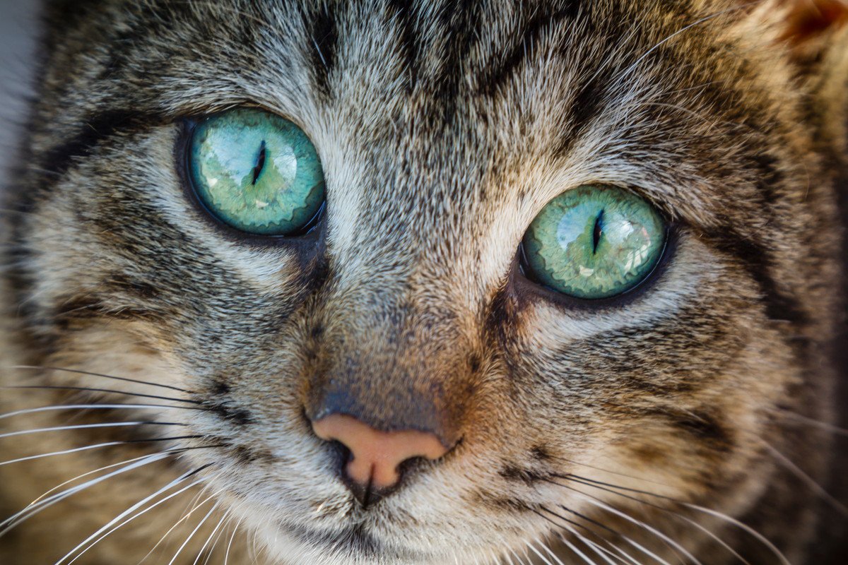 猫が『チェリーアイ』になる原因3つ！治療することはできるの？