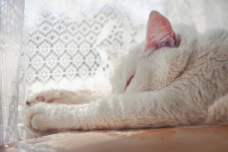 猫の熱中症対策グッズのおすすめ5選！暑さ対策の仕方も紹介