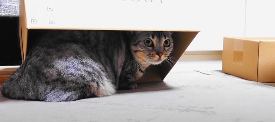 箱の中に入った猫ちゃんに起きた悲劇…！