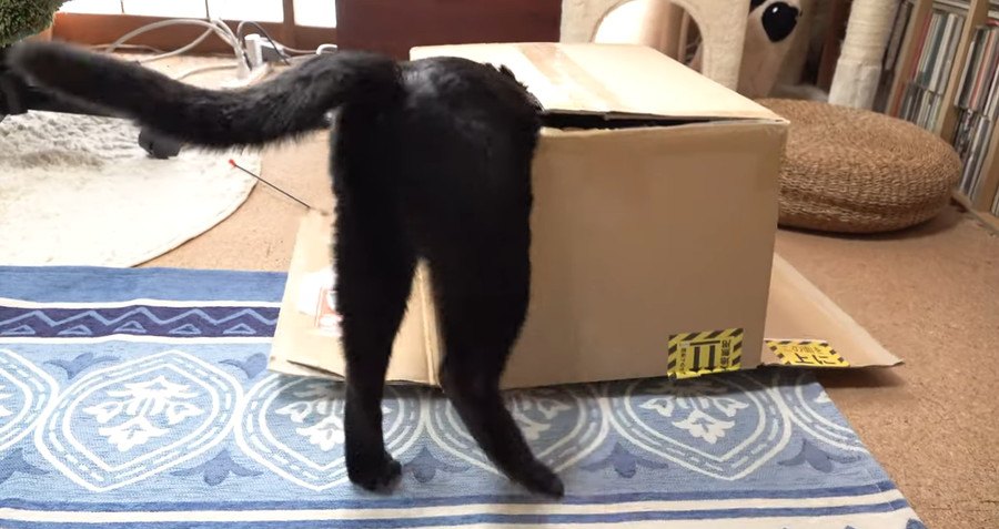 執念深い？おもちゃのためなら箱にも突っ込んでいく猫さん！