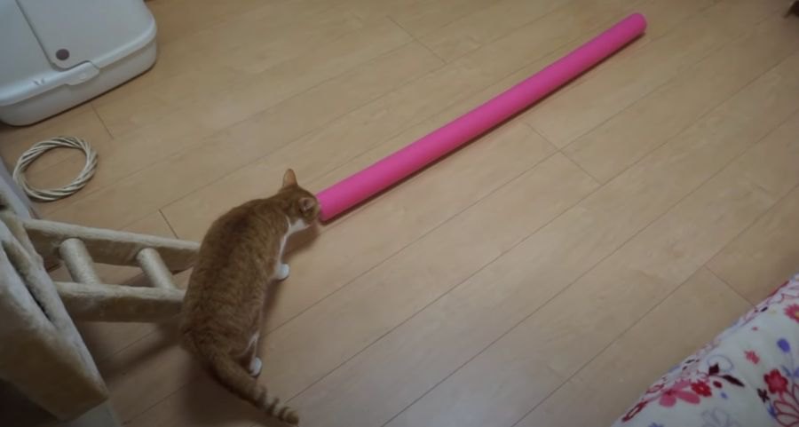 にゃんだこれ？？猫ちゃんに長い棒を見せてみた！