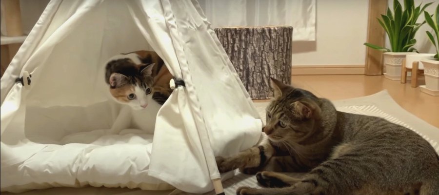 猫ちゃんを吸い寄せる魅惑のテントを設置♡