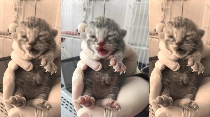飼い主入院で残された猫たち…苦難を越え誕生した小さな命に感涙