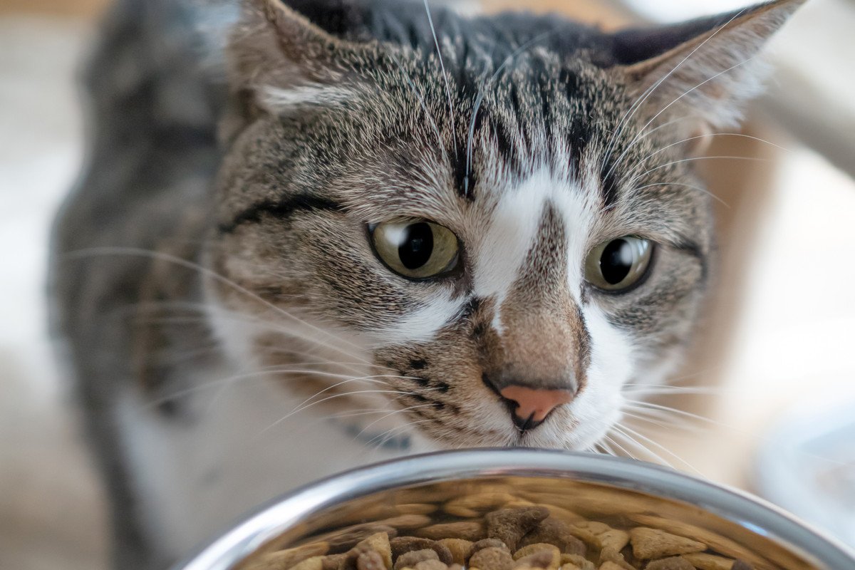 猫の『老化を早めてしまう食生活』4つ…危険なポイントと改善方法とは