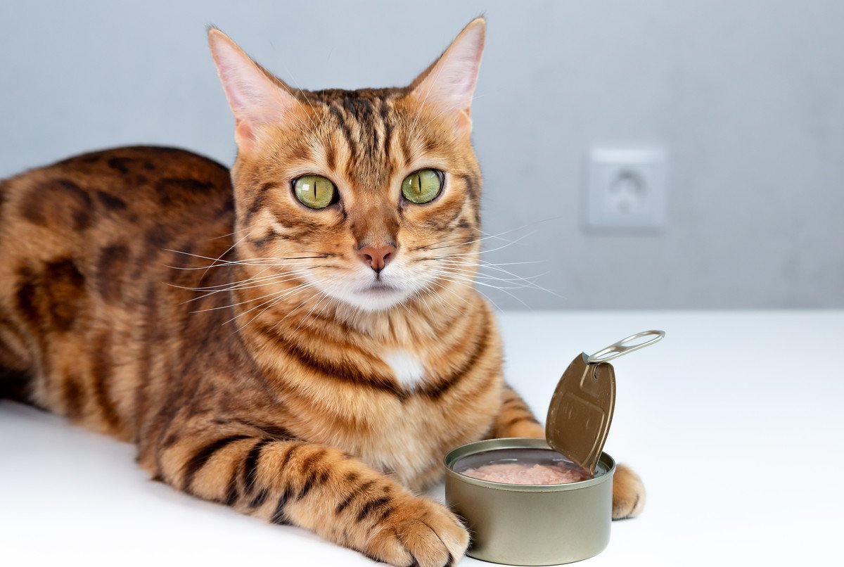猫に良い『鉄分』が入った食べ物3選　与えるときの注意点とは