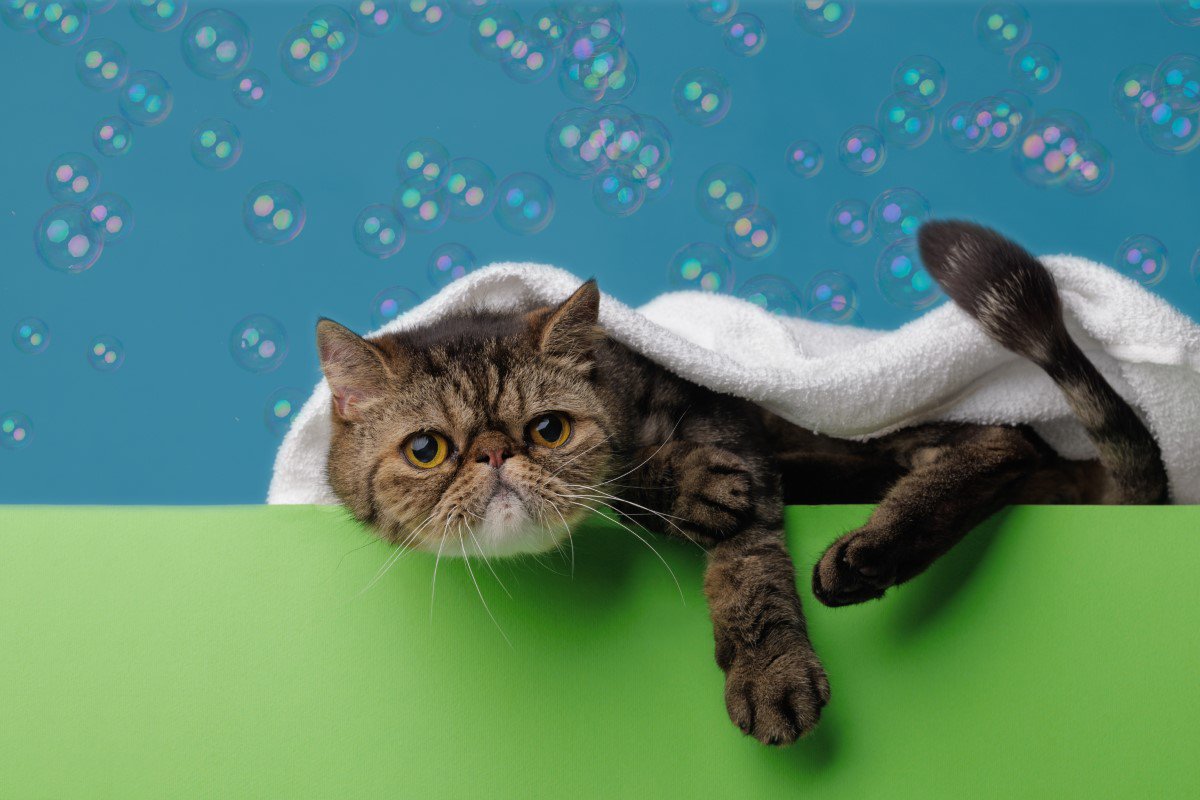 猫用シャンプーおすすめ人気ランキング10選！選び方や洗うコツを解説