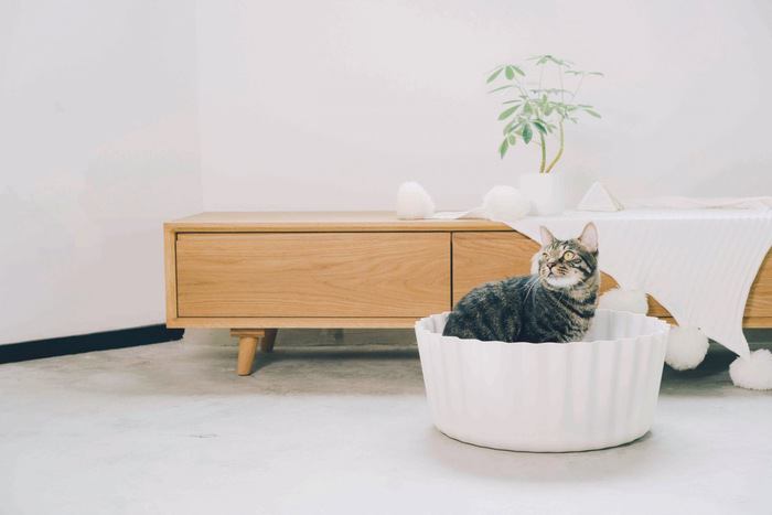 【11/2開催】大塚家具の無料セミナーで猫との暮らし方を学ぼう