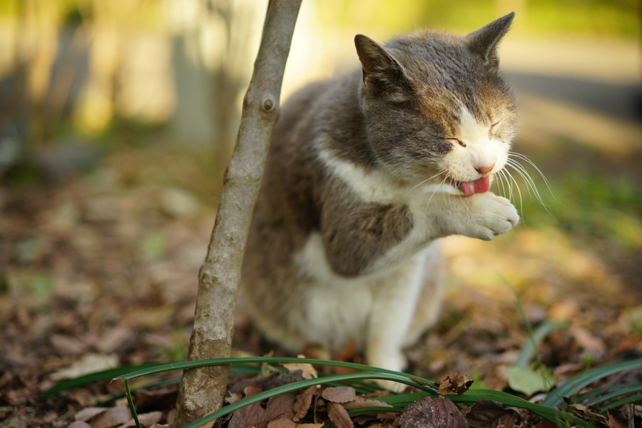 猫の黄疸は怖い病気の前触れ！原因を知って早期発見に繋げよう！