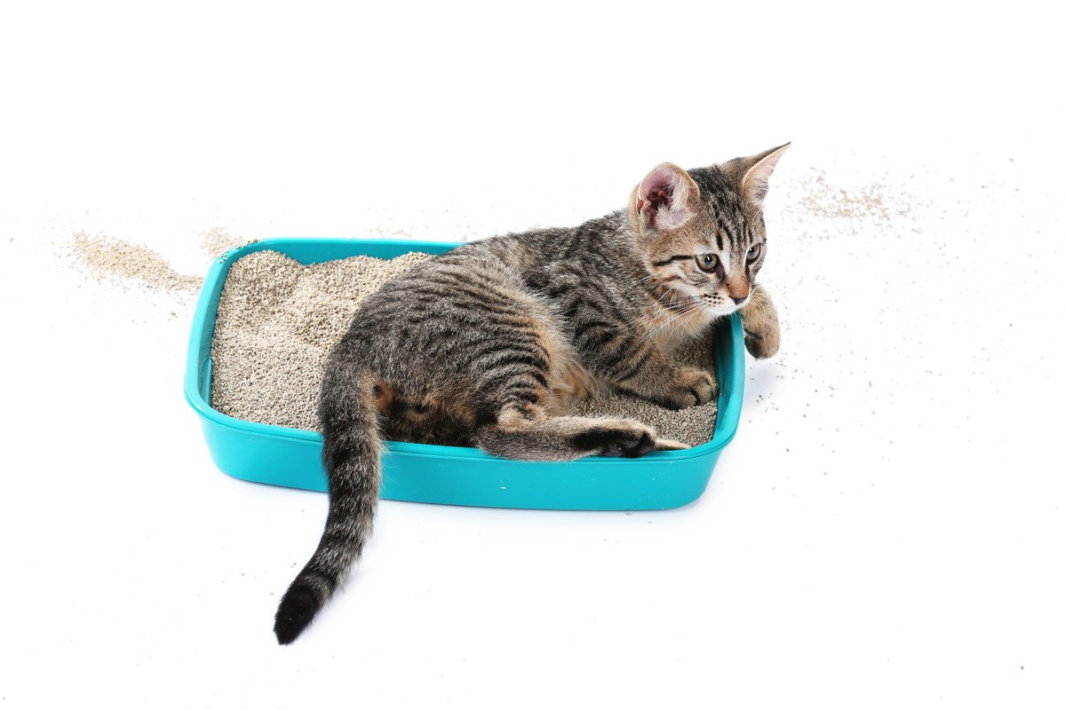 猫が『トイレの砂』を散らかす3つの原因と対策