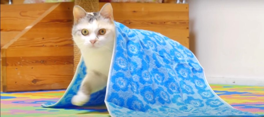 綺麗なブルーがよく似合う♡ネモフィラタオルに包まる猫ちゃん