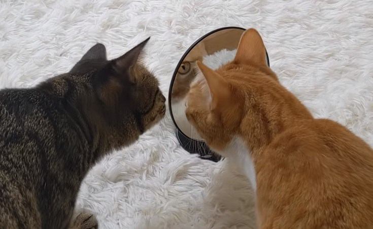 「誰かいるにゃ」鏡の中に映る自分に困惑する猫ちゃん