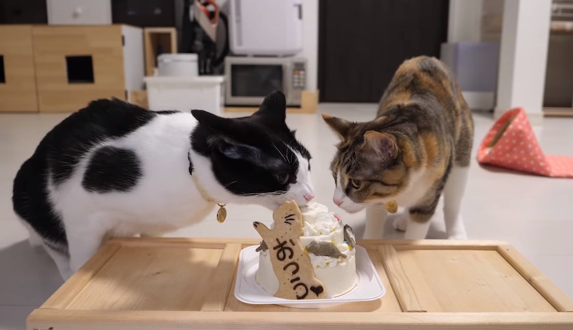 おつうちゃんの誕生日！猫用ケーキでお祝いだ！