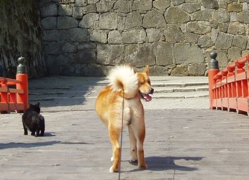 「ああ松島にゃ」猫の楽園『田代島』のパワースポットを愛犬・愛猫とお散歩