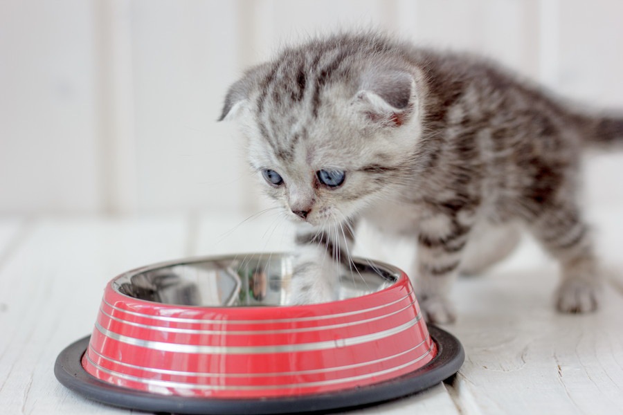 猫が食べてはいけない食べ物5選！もしもの時の対処法