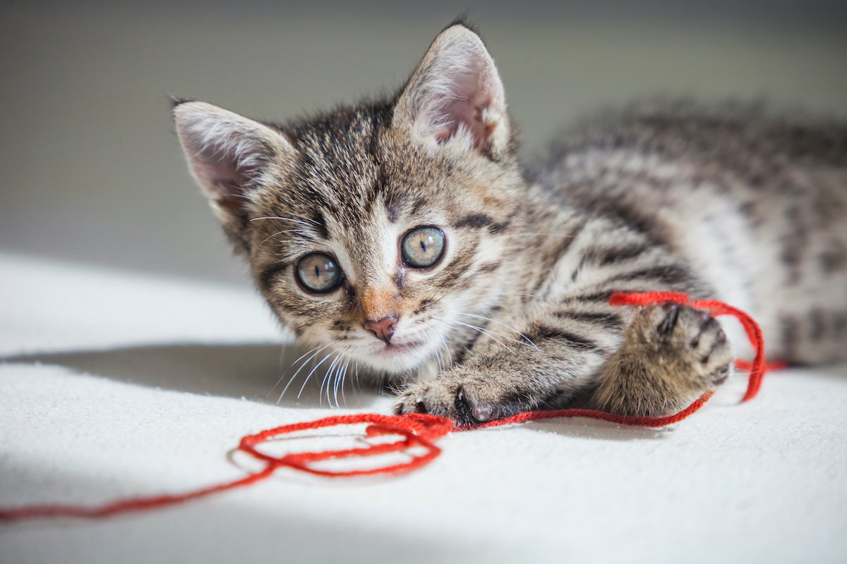 猫がおもちゃにしやすい『危険な日用品』５つ！事故や誤飲・誤食の原因になることも！