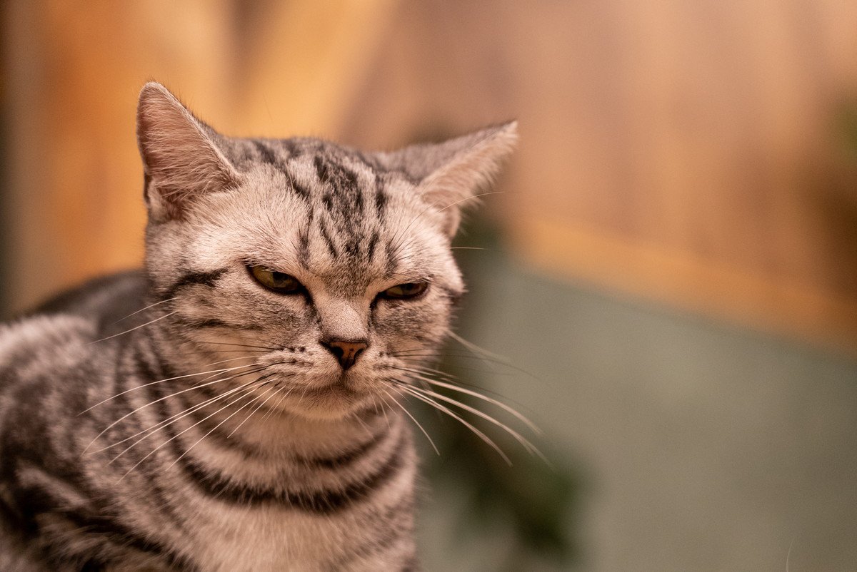 ムスー…愛猫が『不機嫌』になっちゃう理由5つ　機嫌を直してもらうための対処法も