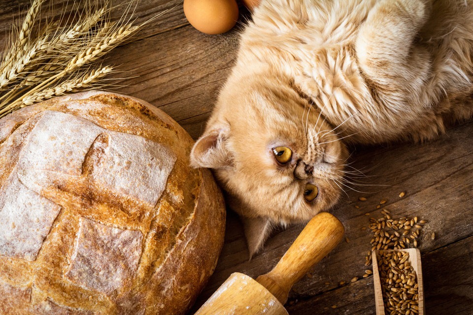 猫にパンを与えない方がいい4つの理由