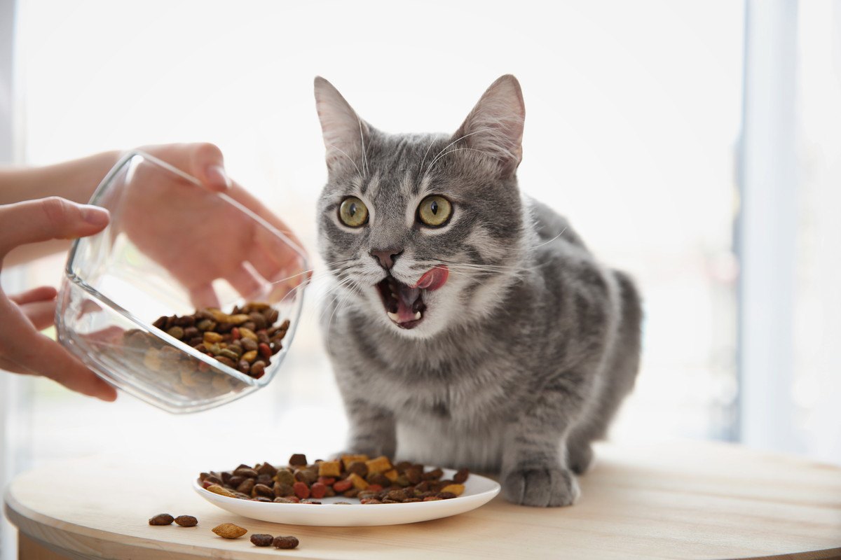 猫の健康寿命を延ばす『食事の与え方』5つ
