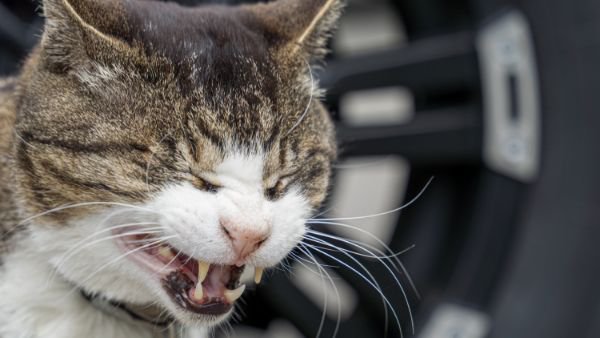 猫のくしゃみが止まらない！連続するくしゃみの原因と予防を解説