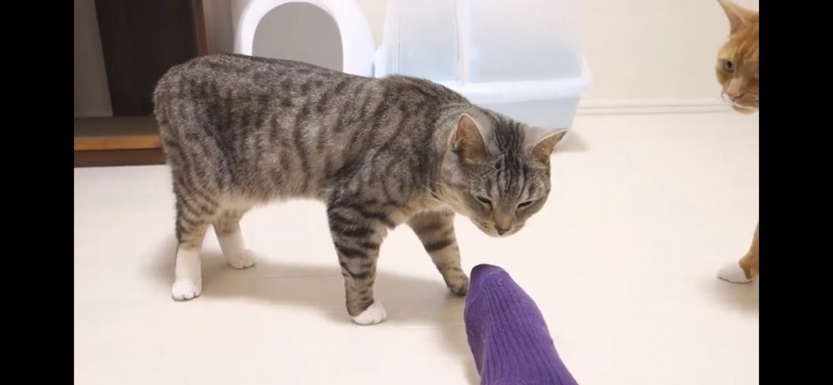 猫ちゃんが飼い主さんの足をクンクン…「くっさー！」その理由とは？