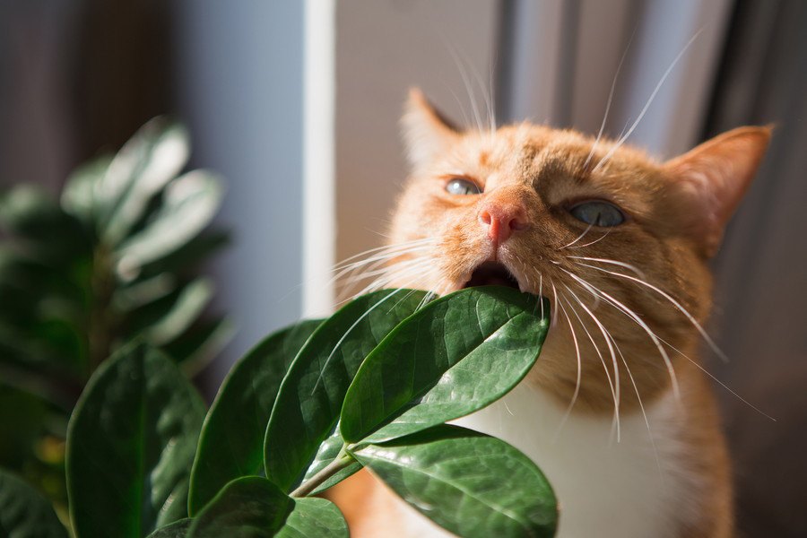 死亡する事も…猫が食べてはいけない植物に注意しよう！
