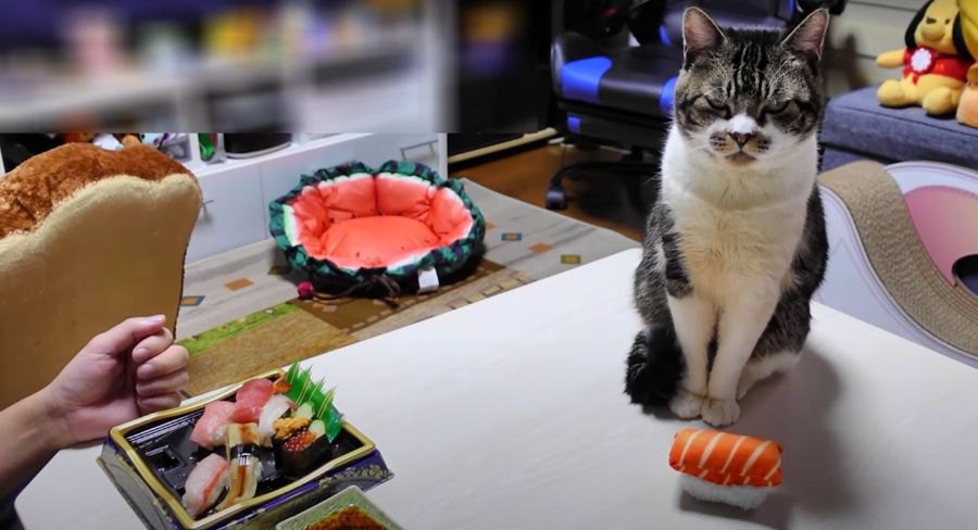 お寿司をジーッ。猫ちゃんの大好物、まぐろをGET？！