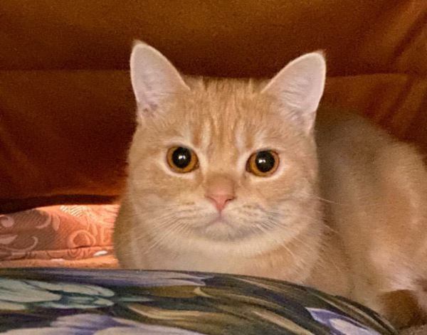 猫は『視線』で訴えている！あなたをじーっと見つめる３つの理由とは？