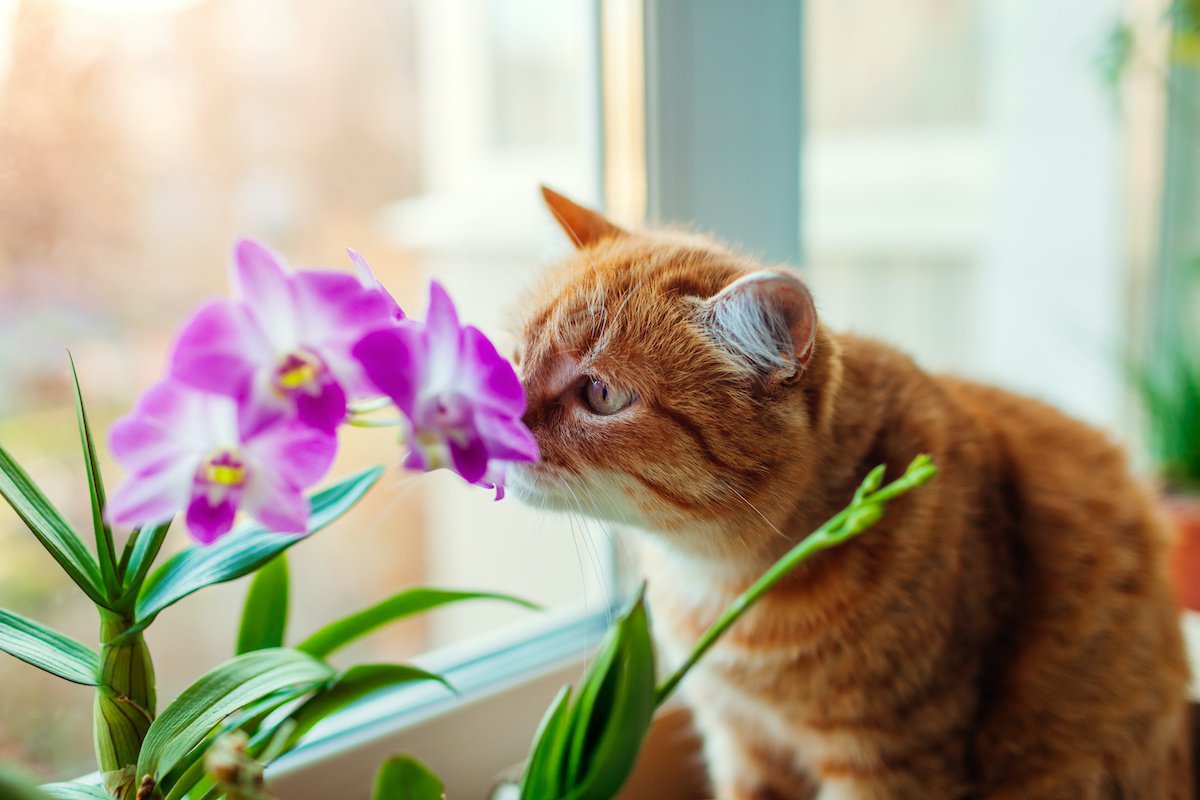 猫が初対面の人の匂いを嗅ぐのはなぜ？４つの理由